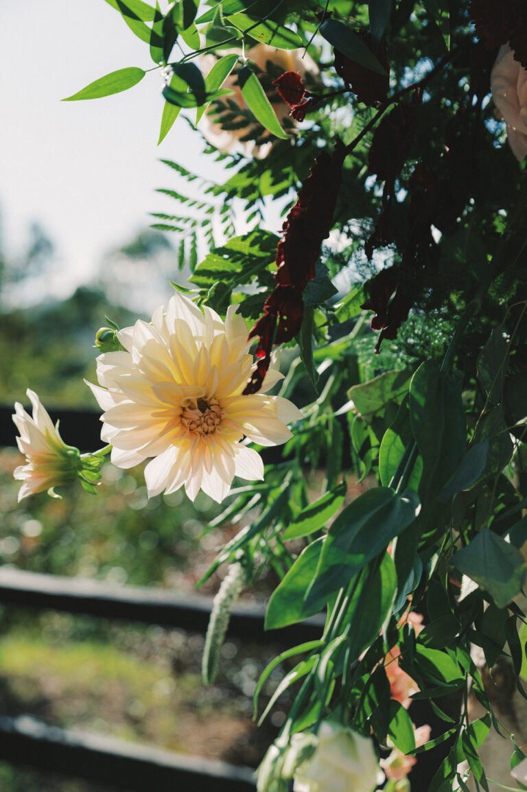 Gallery of Flowers. Locally Grown Asheville Dahlias